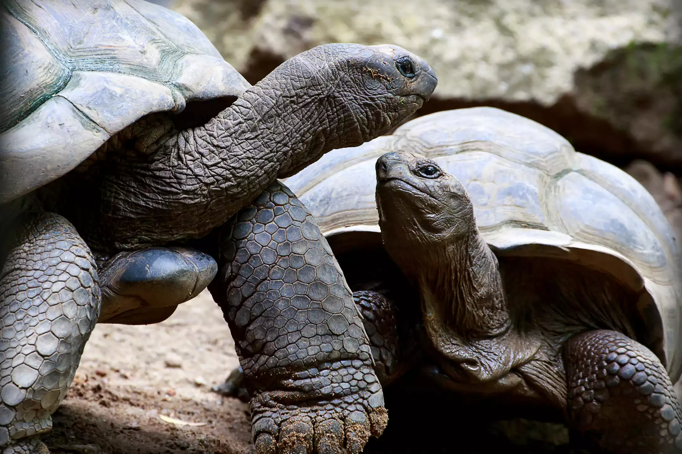 Giant tortoises in the botanical gardens of Victoria Seychelles