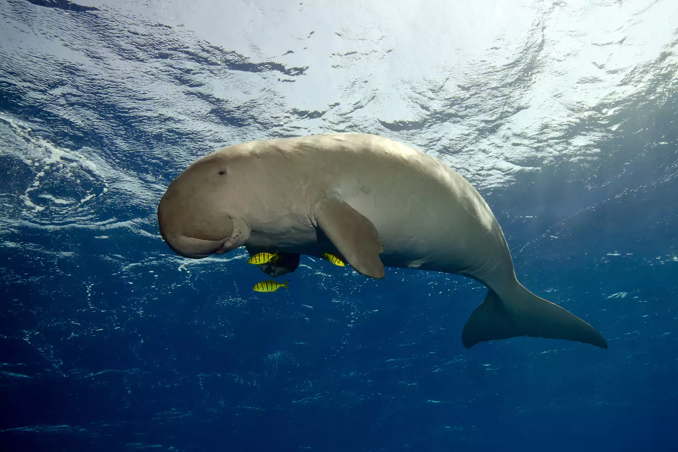 Dugong swimming, a reminder of the sea cows that historically inspired the name 'Île aux Vaches' for Bird Island Seychelles.