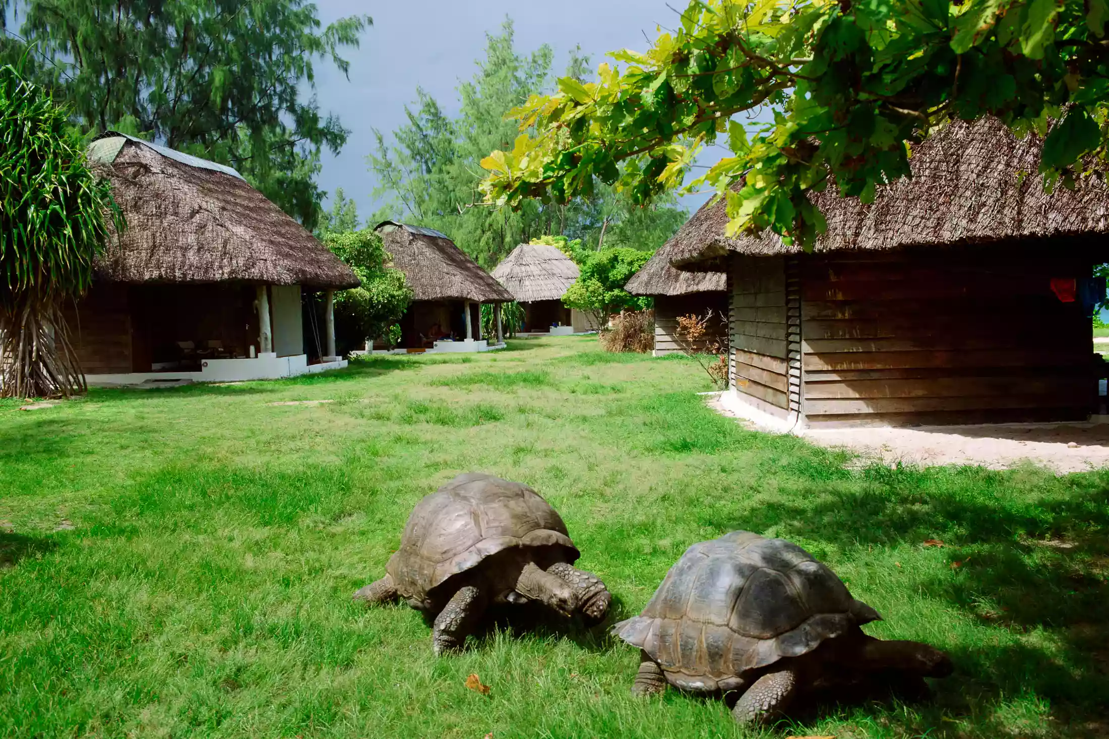 Two tortoises at Bird Island Seychelles.