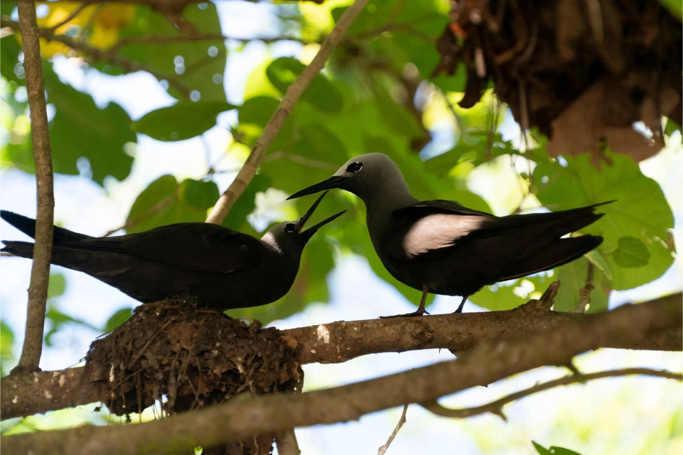 Brown Noddy Birds on Cousin Island, Seychelles.