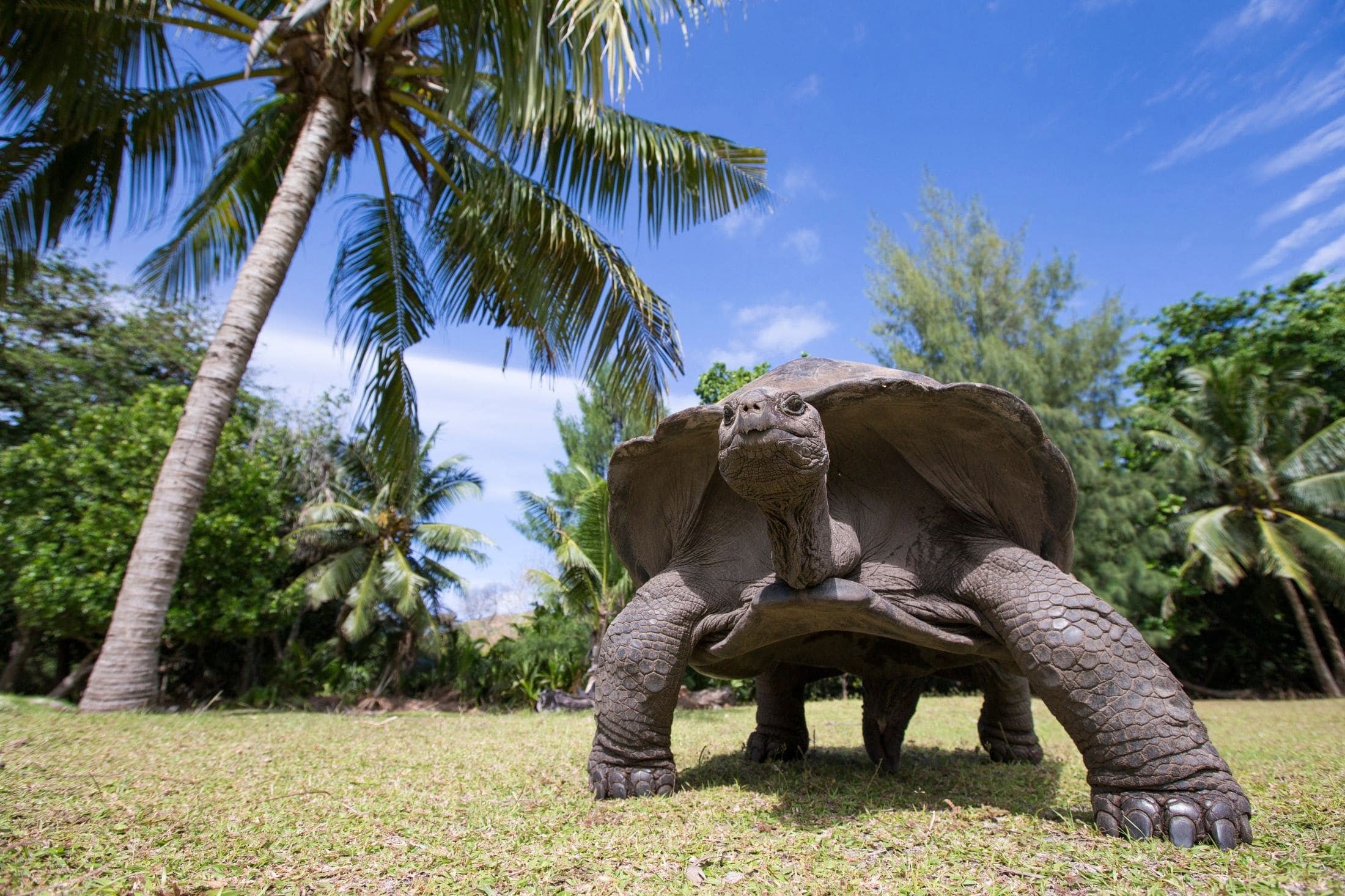 Aldabra Tortoise, prehistoric resident of Aldabra Atoll.