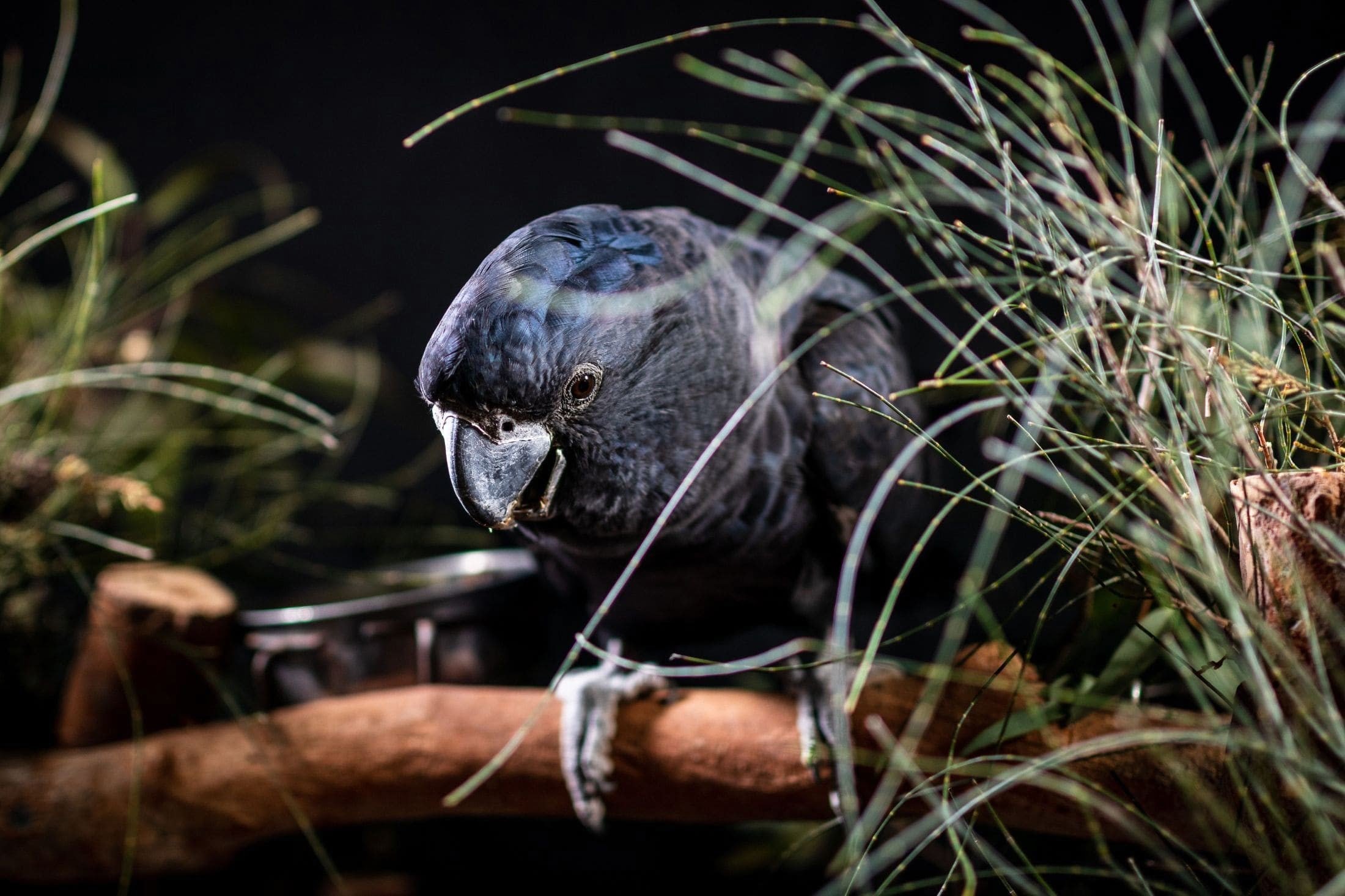 Black Parrot, symbol of Praslin National Park.