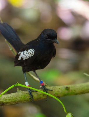 Magpie Robin, a big part of Seychelles conservation efforts.