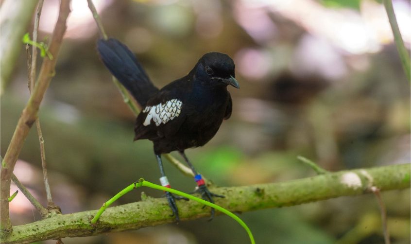 Magpie Robin, a big part of Seychelles conservation efforts.