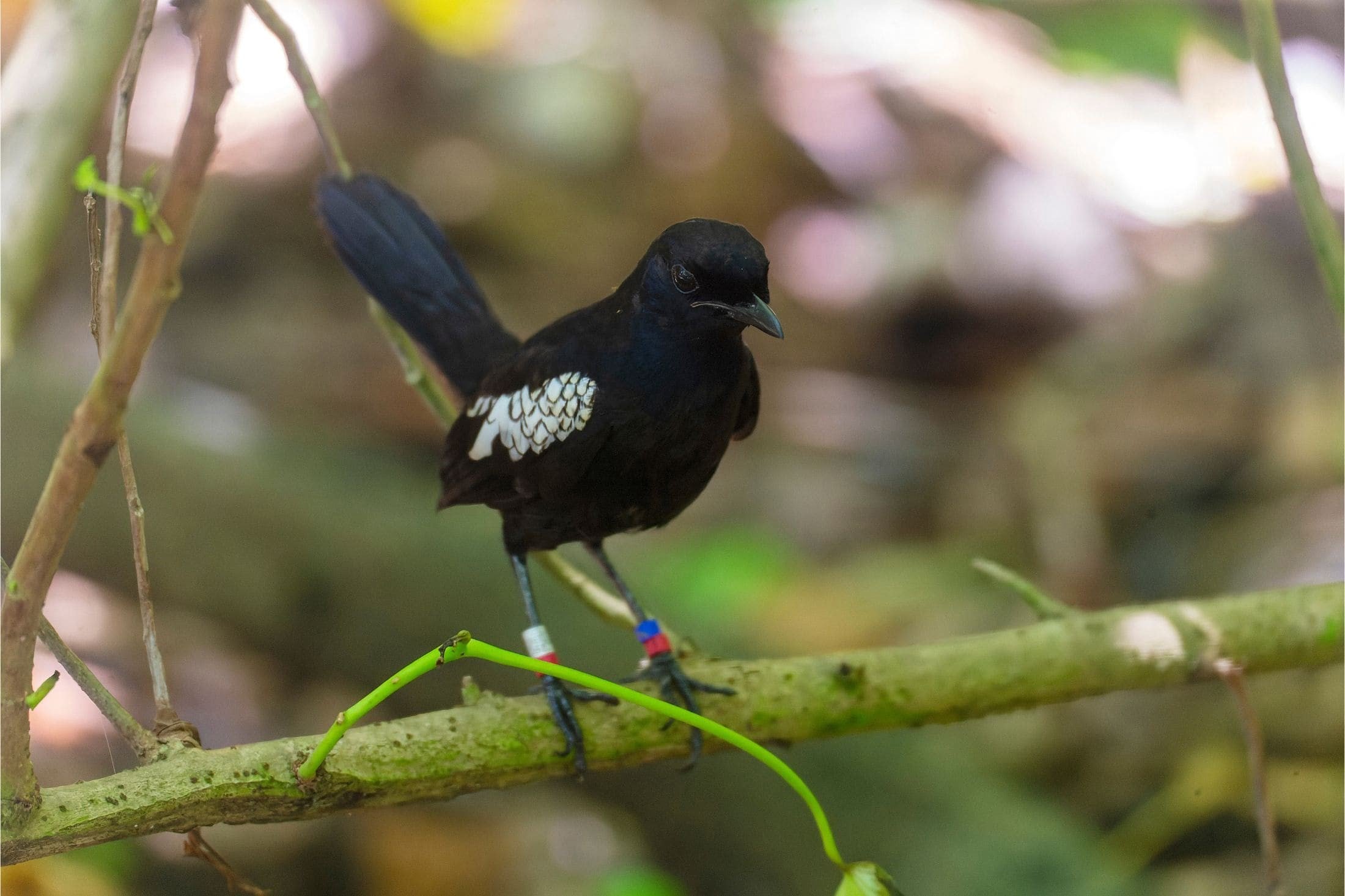 Magpie Robin, a big part of Seychelles conservation efforts.