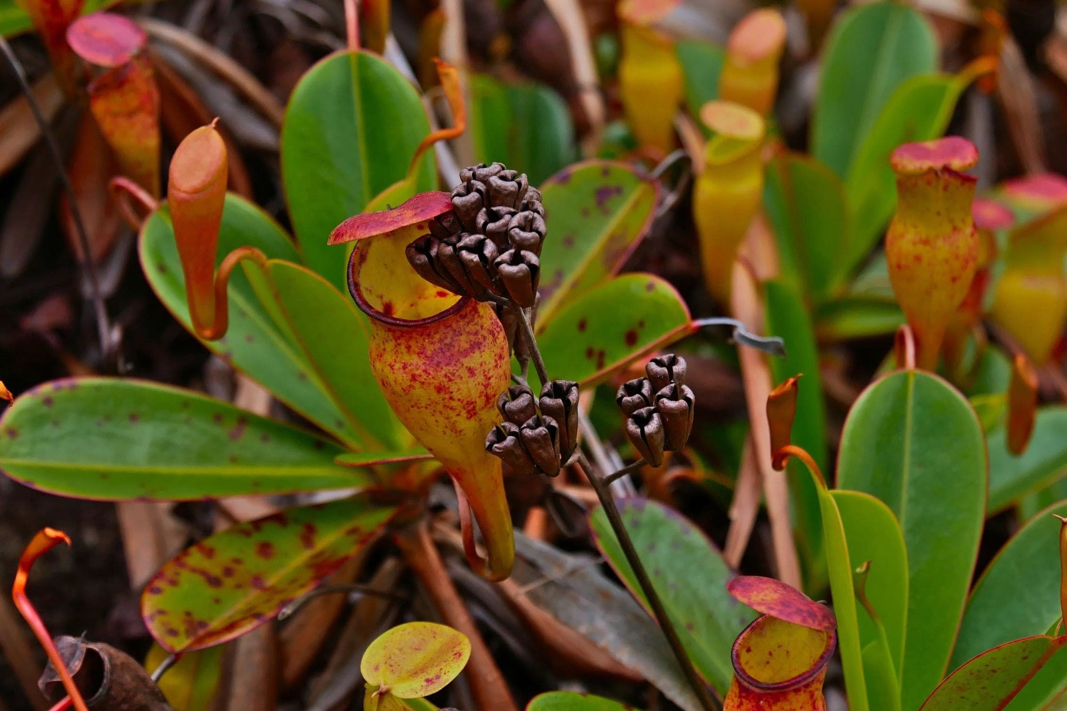 Pitcher plant eating a flower.