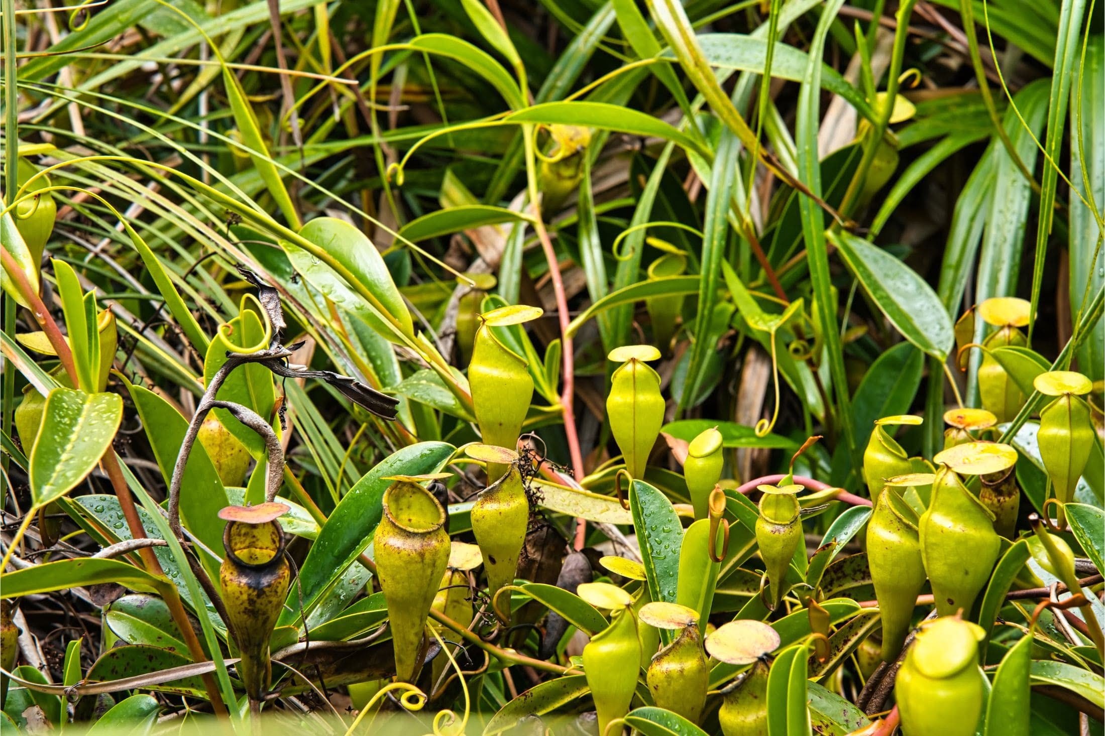 Pitcher plant, endemic to Seychelles Islands.