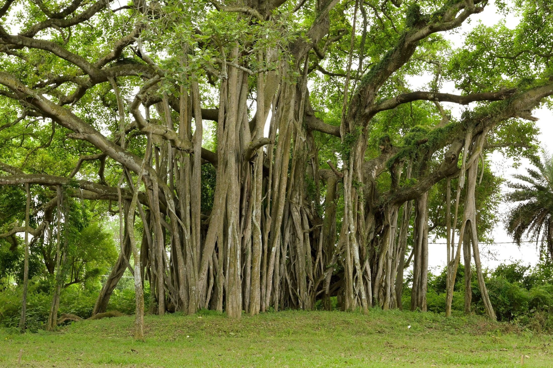 Seychelles Banyan Tree with many unique branches.
