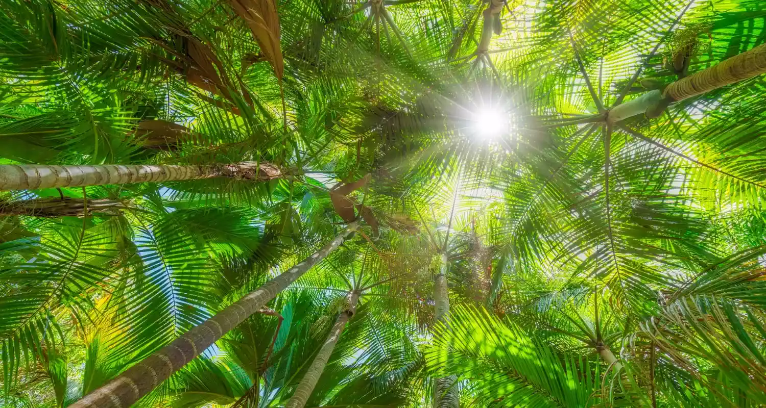 Coco de Mer palm trees in the Vallee De Mai in Seychelles.