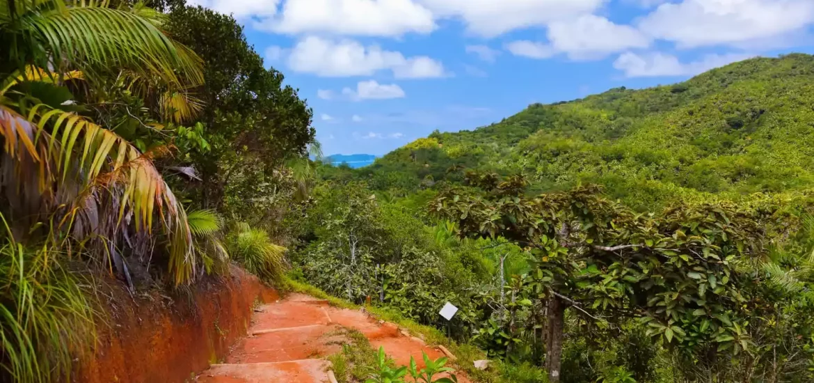 Hiking trail in the UNESCO protected Valle De Mai.