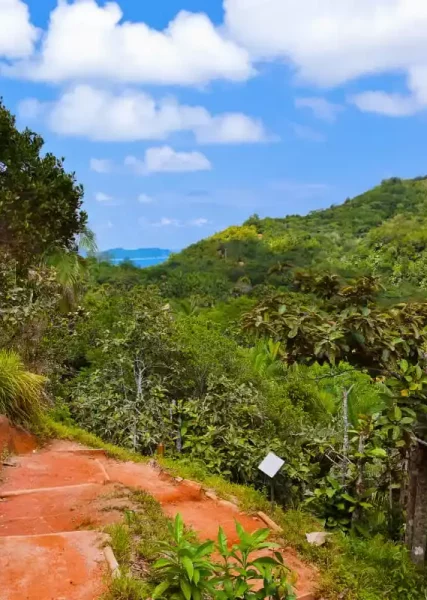 Hiking trail in the UNESCO protected Valle De Mai.