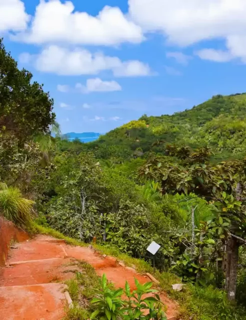 Hiking trail in the UNESCO protected Valle De Mai.